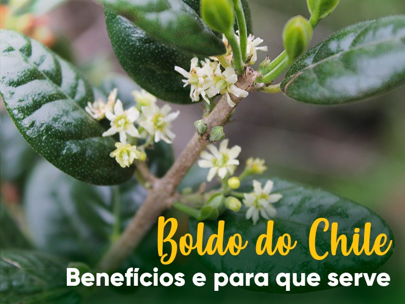 Boldo-do-Chile  o boldo verdadeiro? Confira para que serve e todos os benefcios da planta!